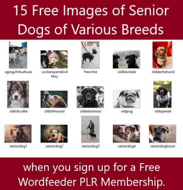 Caring for Your Aging Dog PLR Articles - Bonus Images