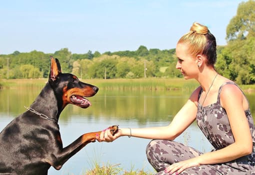 dog shaking hands